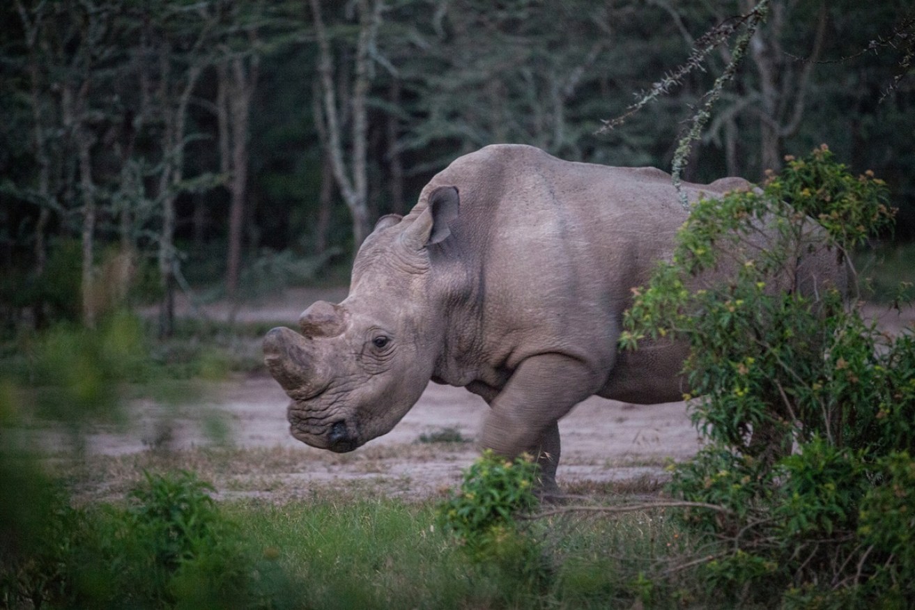 A white rhino, similar to this one, was killed at the zoo near Paris. 