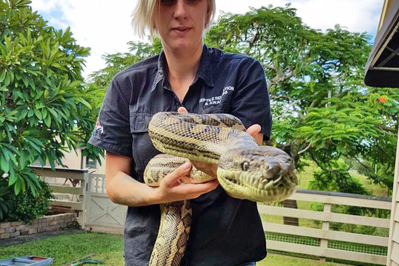 Snakes, spiders and rats are among the unwanted refugees from the NSW and Qld floods. 