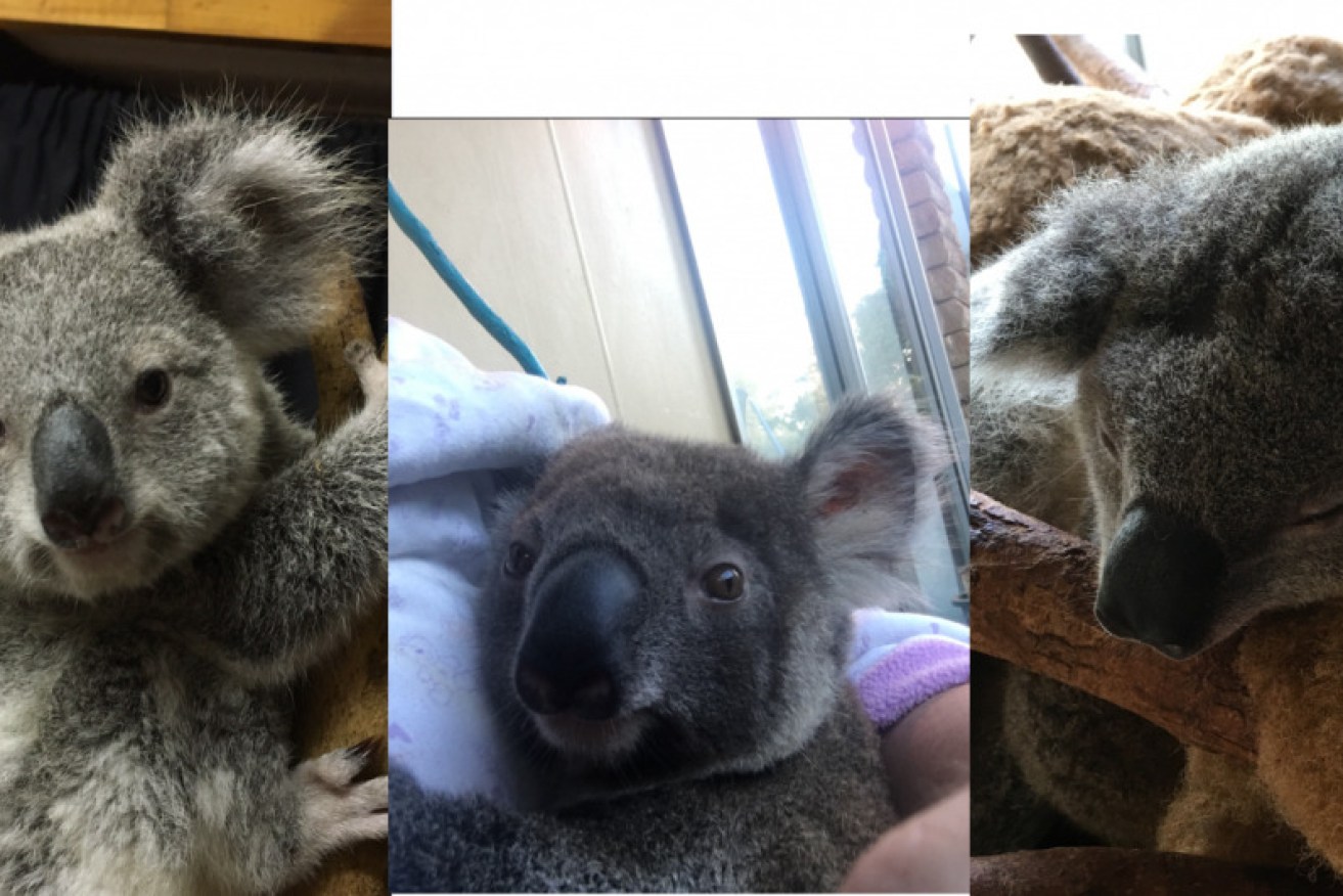 The three joeys were being cared for at a carers house when they were taken.