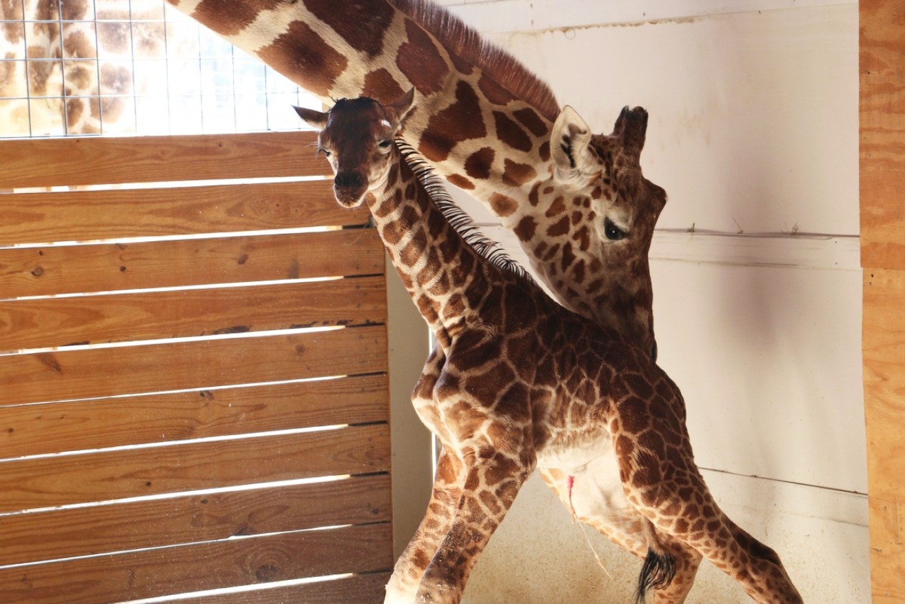 At least 1.2 million people have watched the birth of a giraffe calf at a New York Zoo .