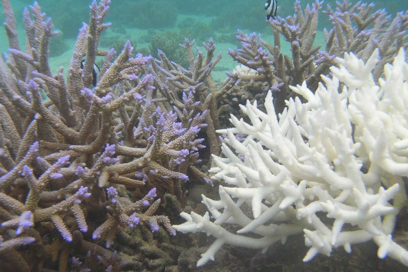 Bleached and unbleached coral from Fiji.