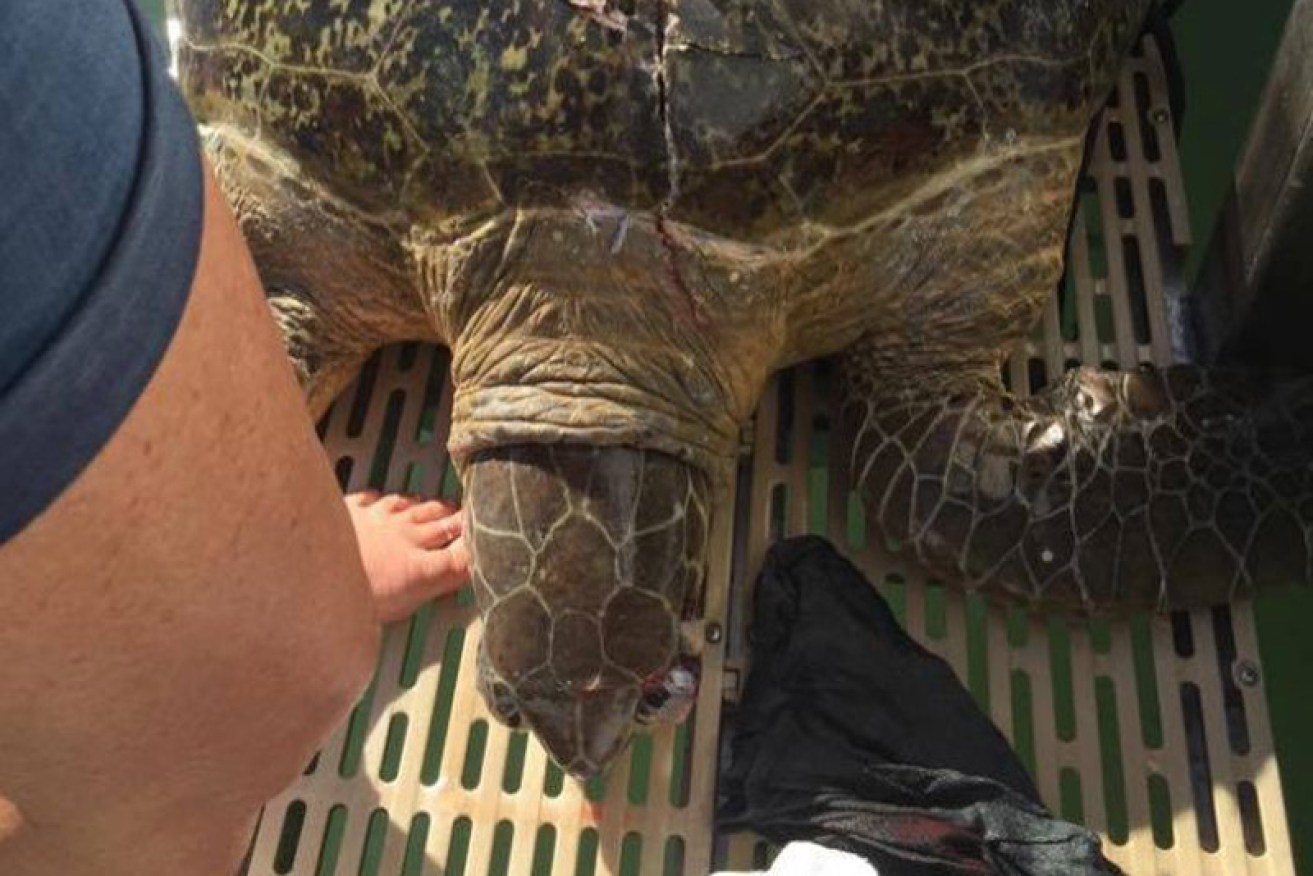 It took multiple people to help the large green sea turtle aboard the tour boat.