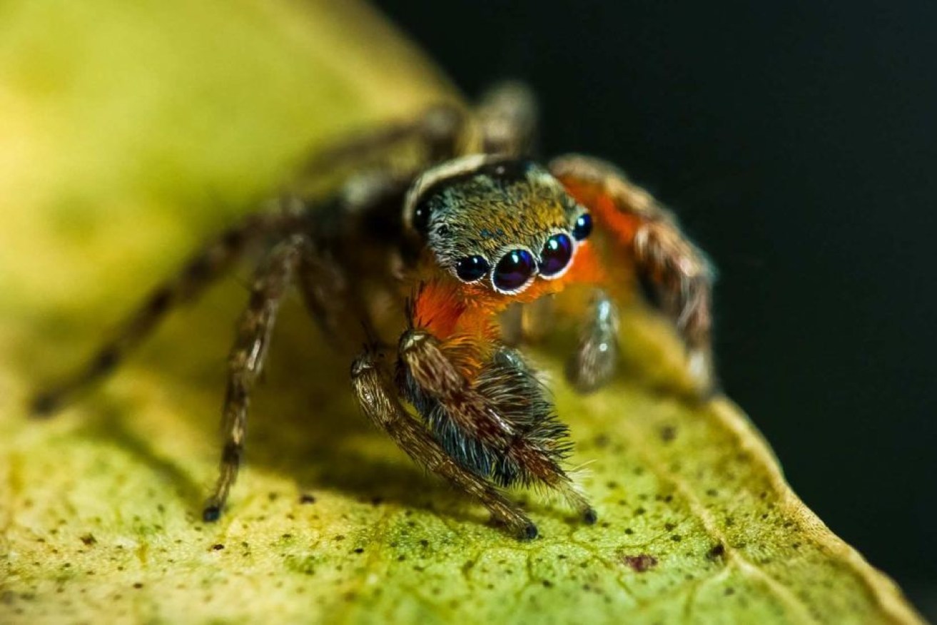 A new species of jumping spider was discovered during the recent Bush Blitz.