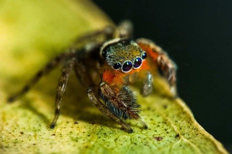 Spider photographer documents discovery of 56 new species