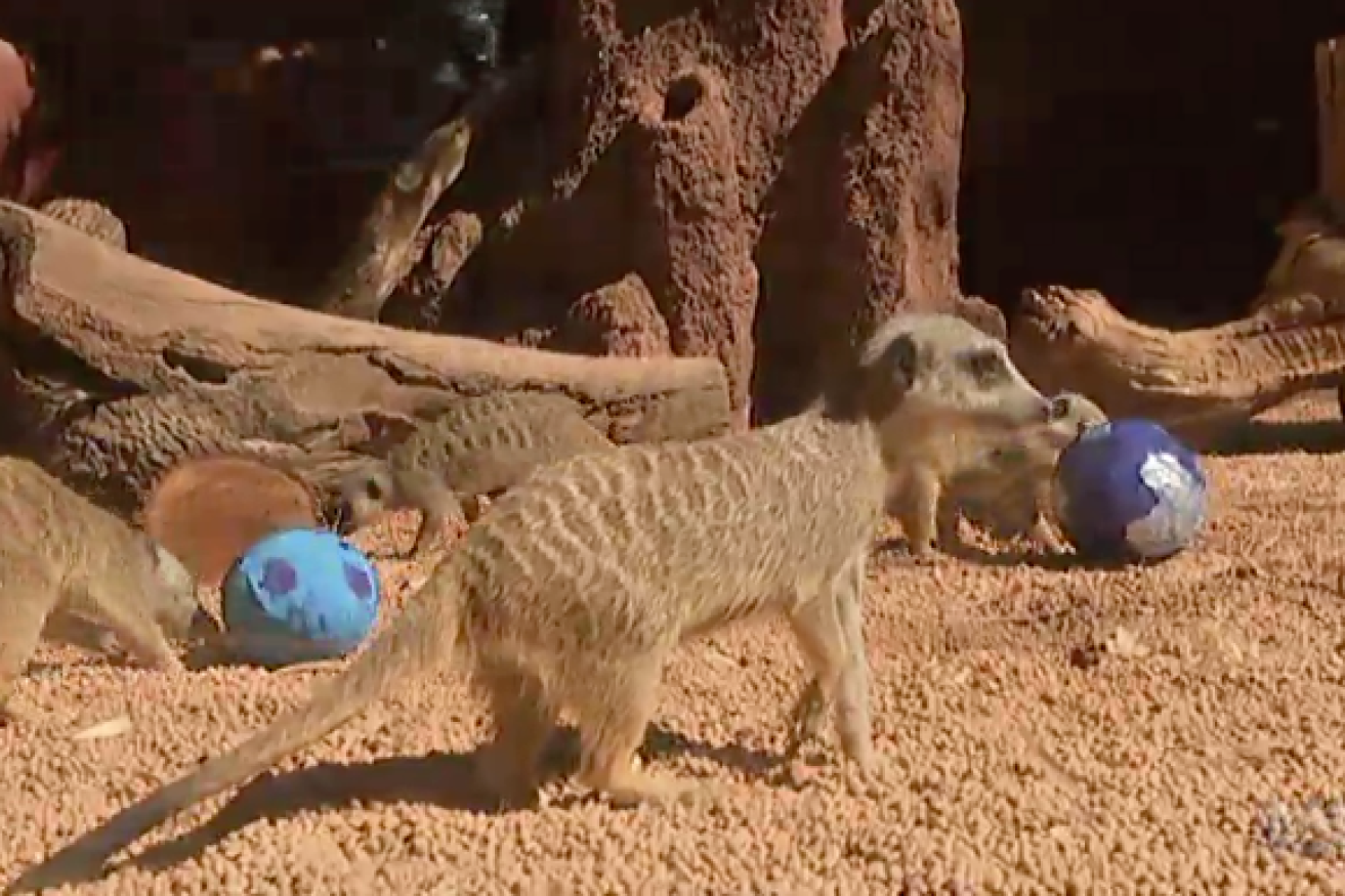 Perth Zoo spreads eggcelent Easter cheer.