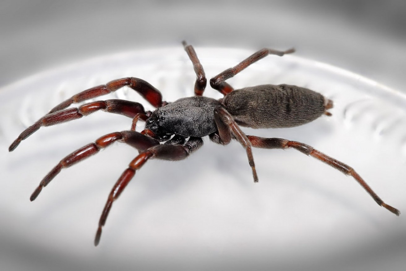 Scientists have addressed the best known myth surrounding the white-tailed spider. 