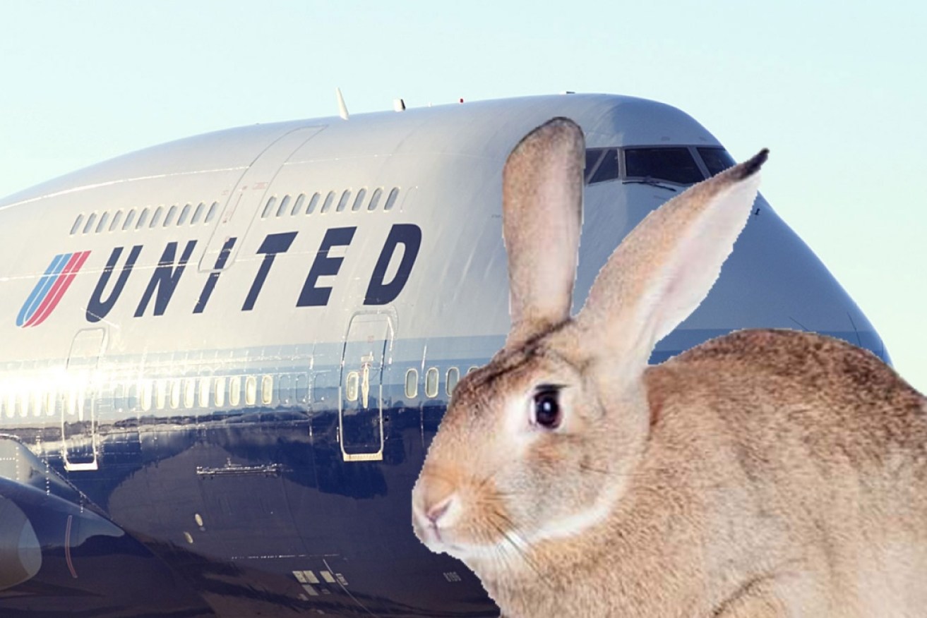 United Airlines is reviewing its handling of a giant rabbit that died after being shipped across the Atlantic from Britain