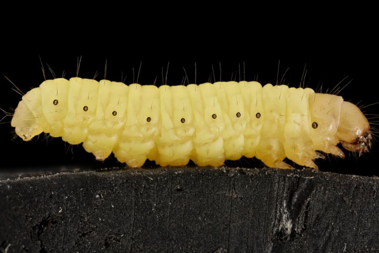 The wax worms are known for damaging beehives by eating their wax comb.