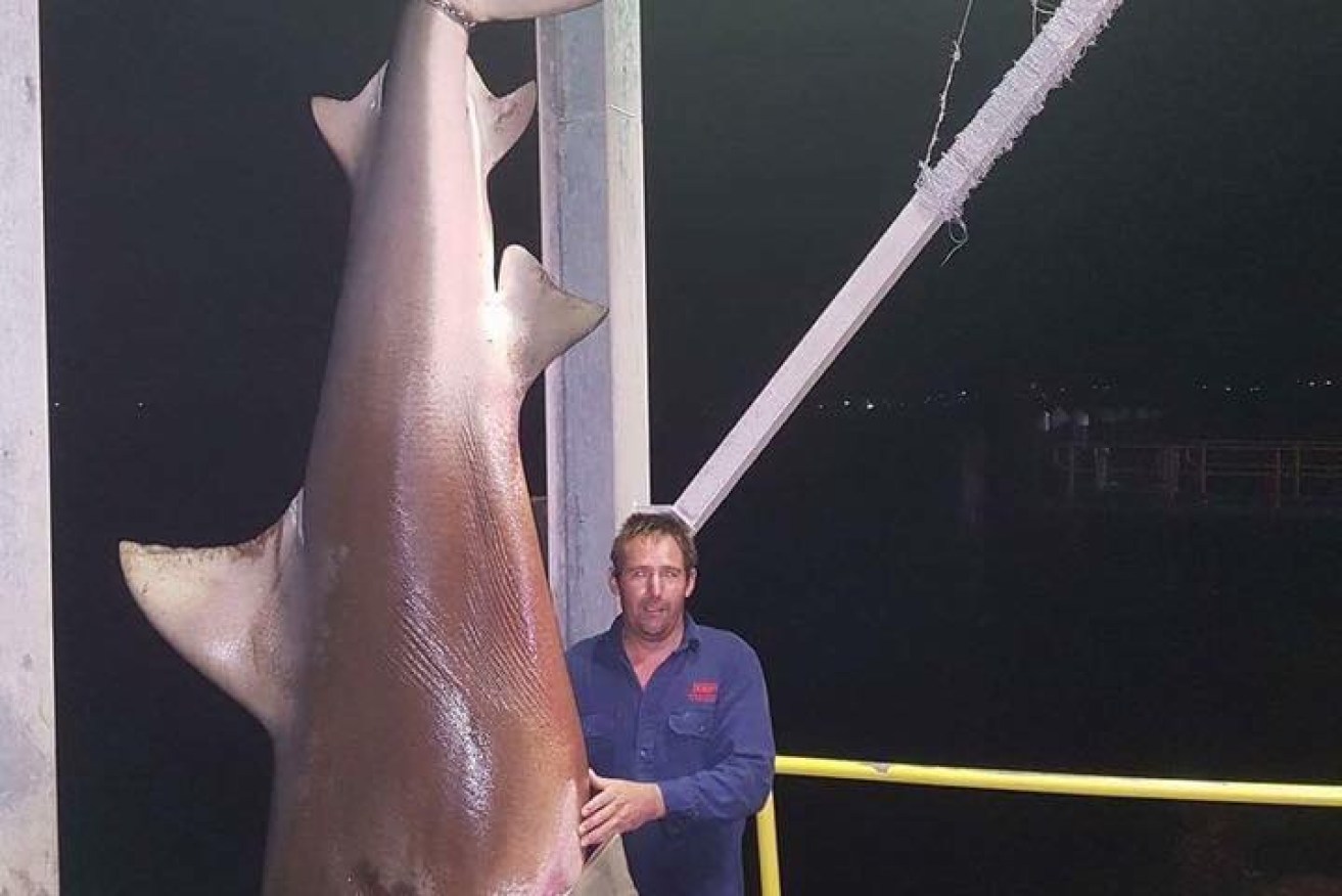 "There must be plenty around." The shark pulled from Lake Macquarie, near Newcastle.