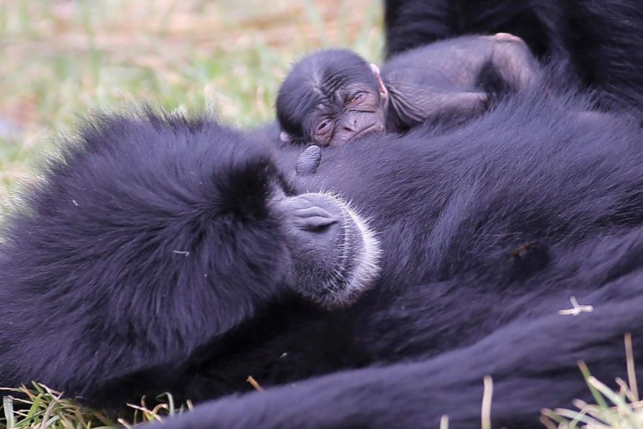 The new baby siamang gibbon snuggling with its mother, Tunku.