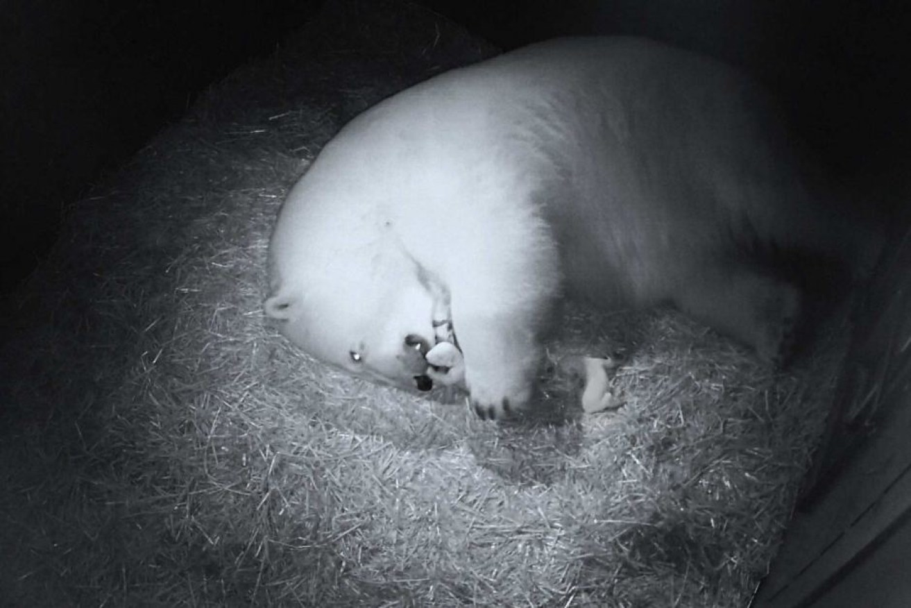 Sea World's 16-year-old polar bear Liya has given birth to twins.