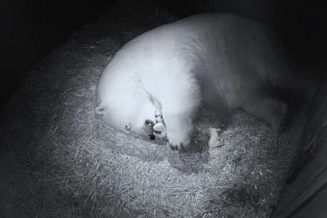 Polar bear twins born at Sea World on the Gold Coast