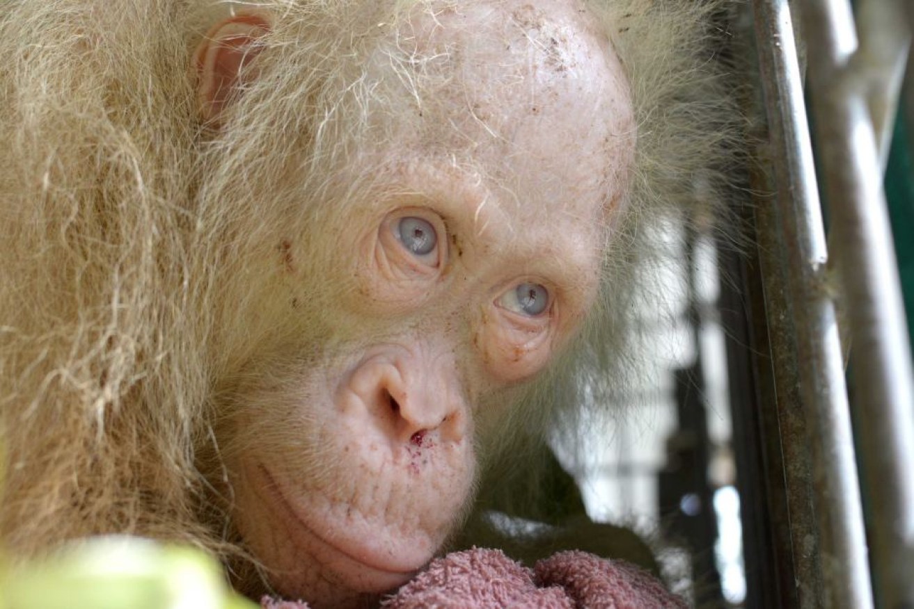 Rare Indonesian albino orangutan was named Alba after conservation group calls for suggestions.
