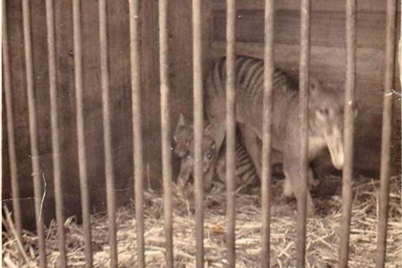 Rose Lewis's photo of the thylacine.
