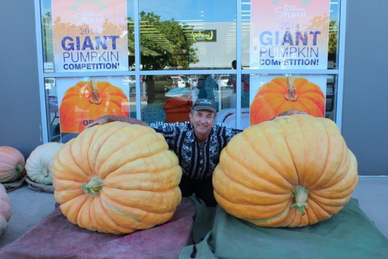 Pumpkin potentate Geoff Frohloff is dwarfed by a handsome pair of his titanic vegetables.
