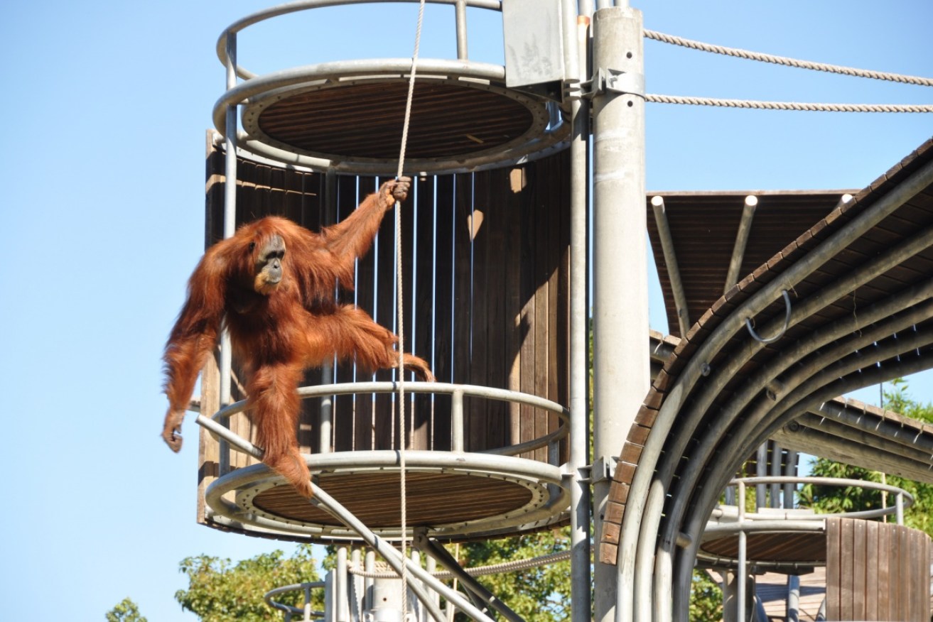 A Sumatran orangutan enjoys a revamped exhibit at Perth Zoo in 2014.