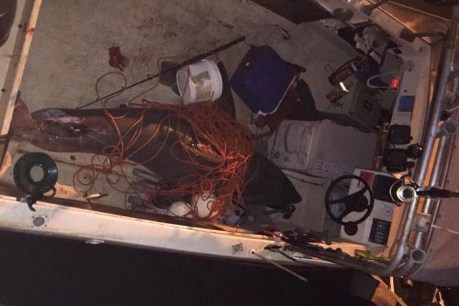 Great white shark jumps into fisherman&#8217;s boat, injuring 73-year-old man