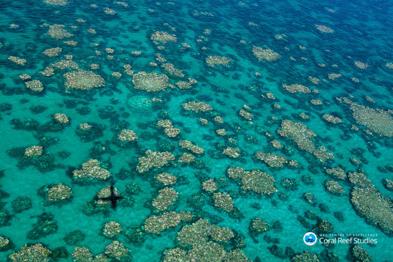 Bleaching damages on the Great Barrier Reef from recent aerial surveys.