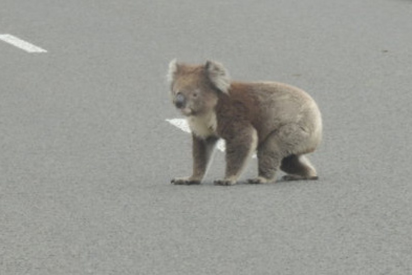 Two koalas refused to let traffic get in the way of their heated stoush.