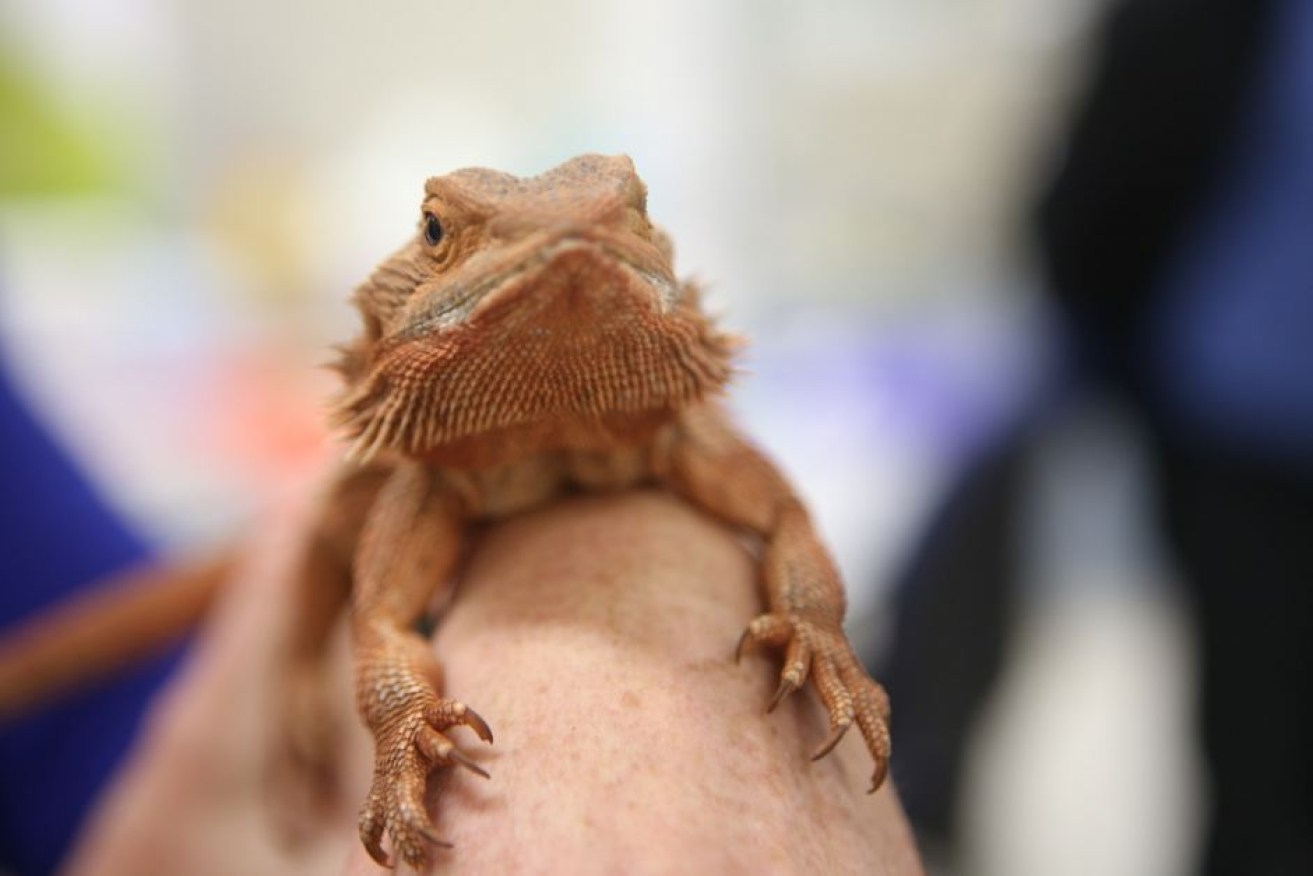 Researchers examined Australian bearded dragons to make their discovery.