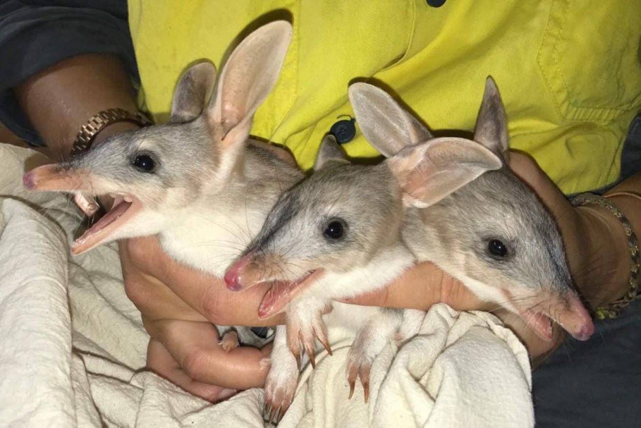 The three female bilbies have been named Daisy, Blossom and Jane.
