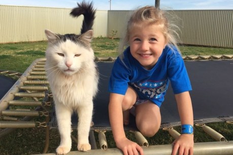 Pet cat avoids predators to survive in outback for 12 months