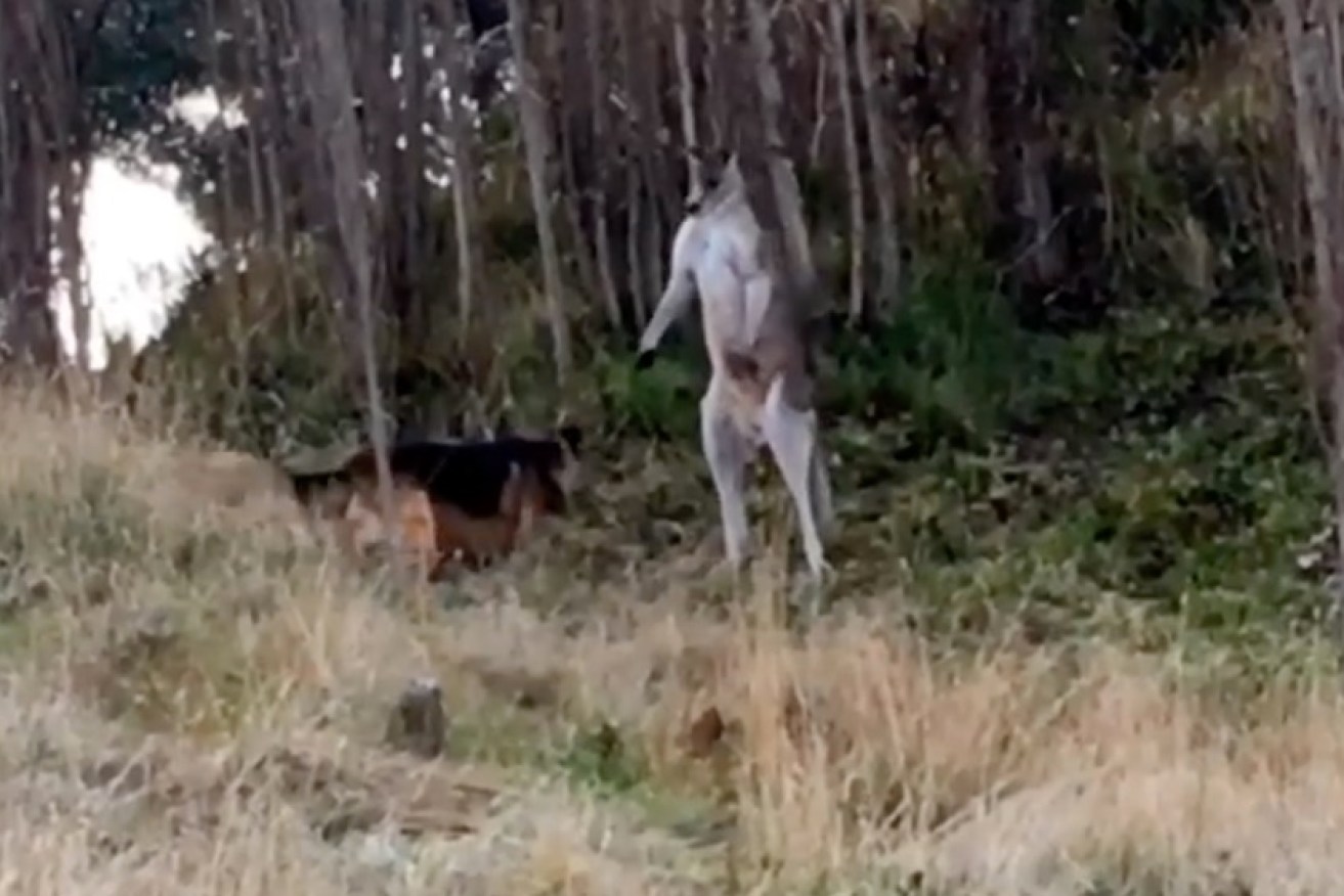 A german shepherd and a kangaroo face off in New South Wales