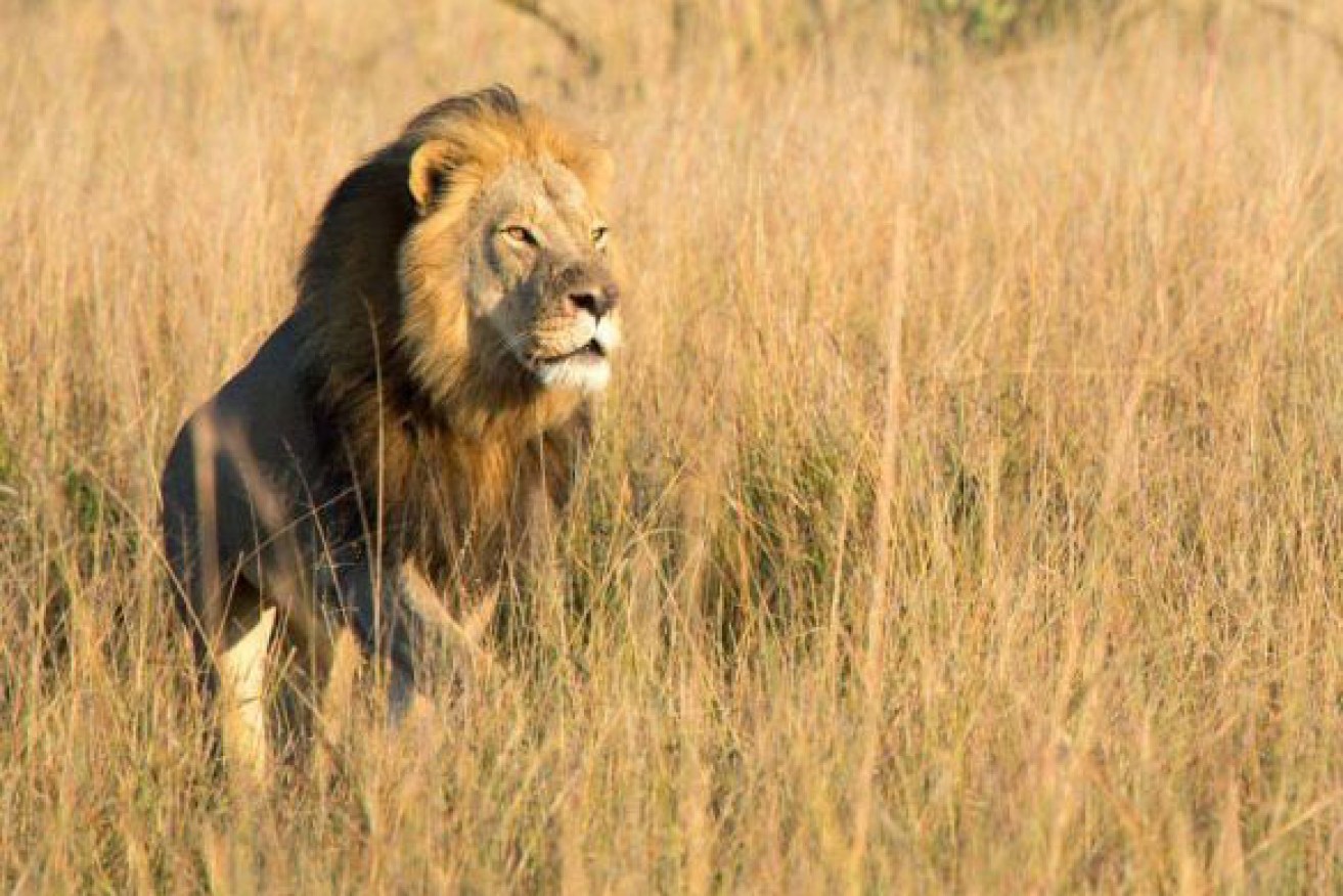 Xanda, son of Cecil the lion, has been shot and killed.