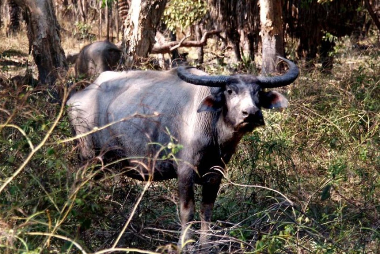 It is estimated 150,000 buffalo live in the Top End.