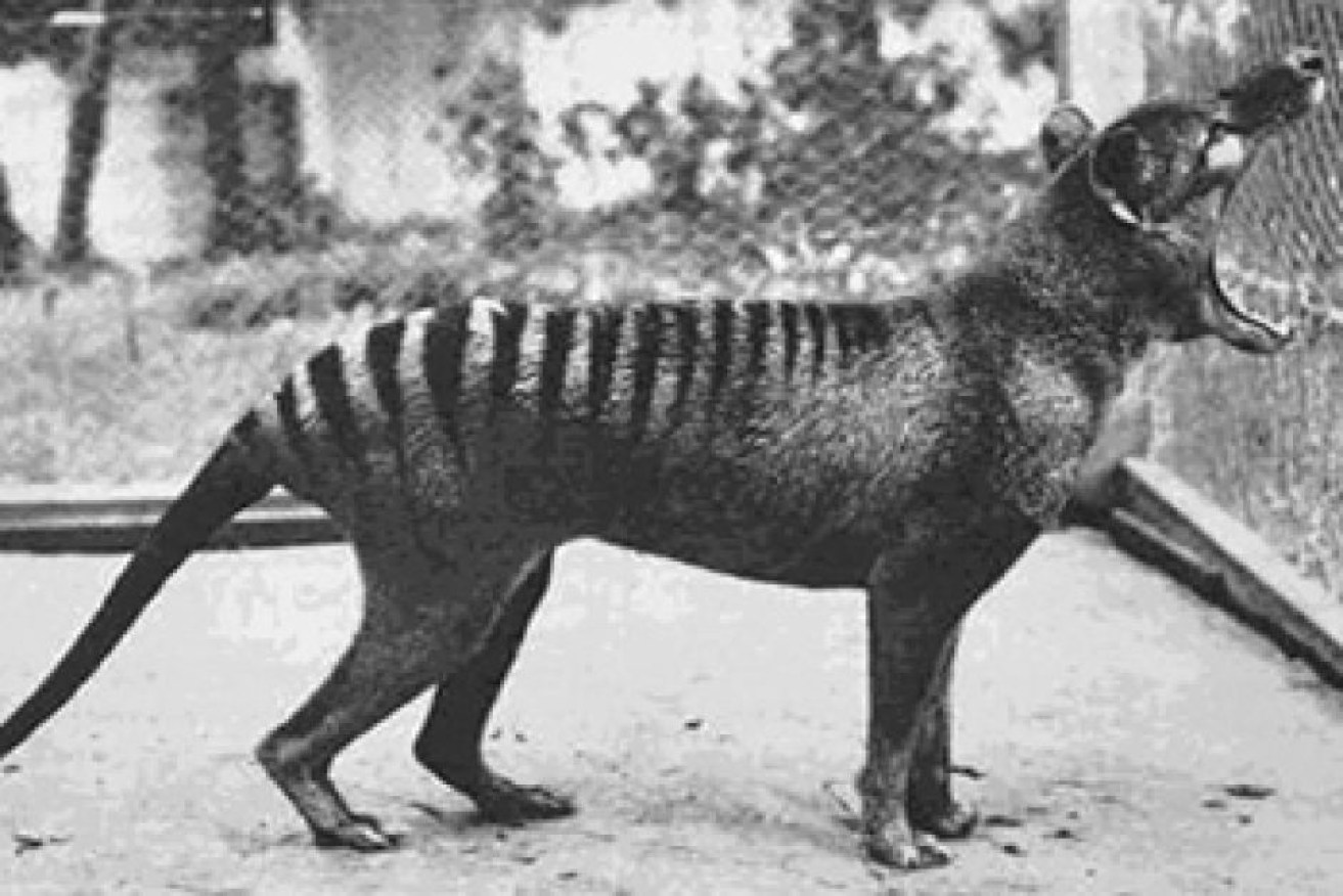 Benjamin, the last thylacine in captivity, died at a zoo in Hobart in 1936.