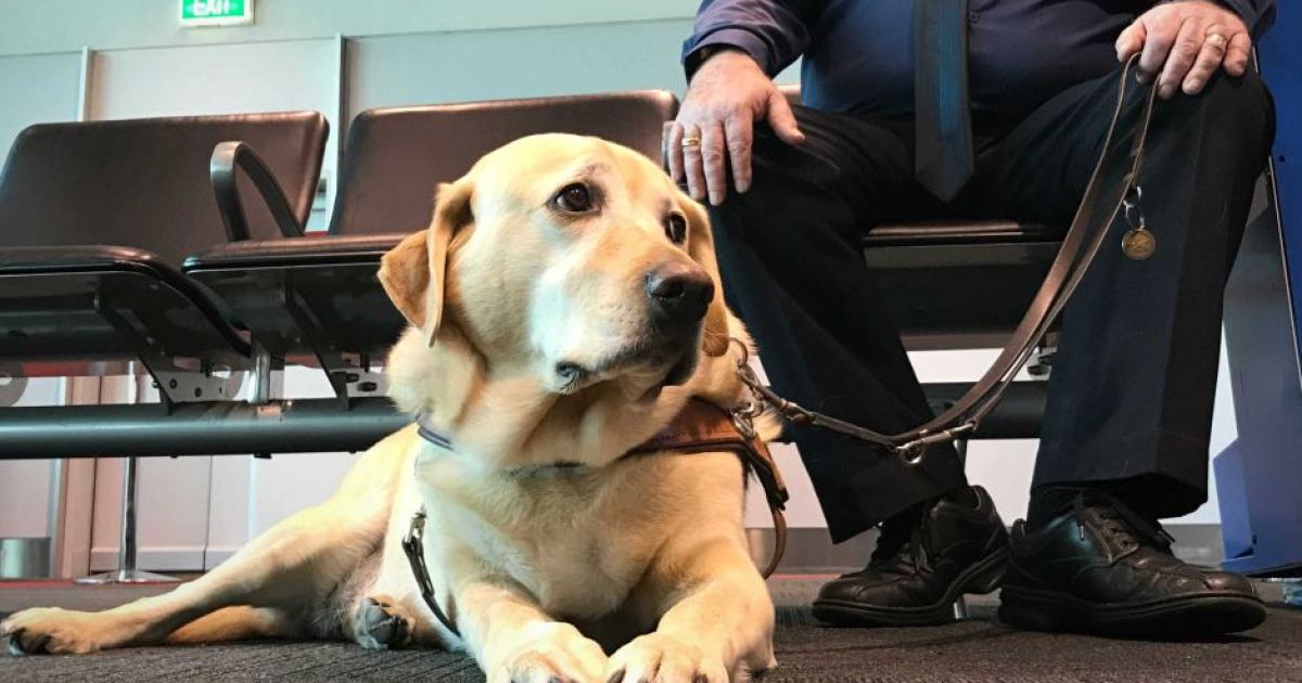 Meet the guide dog who is probably better travelled than you