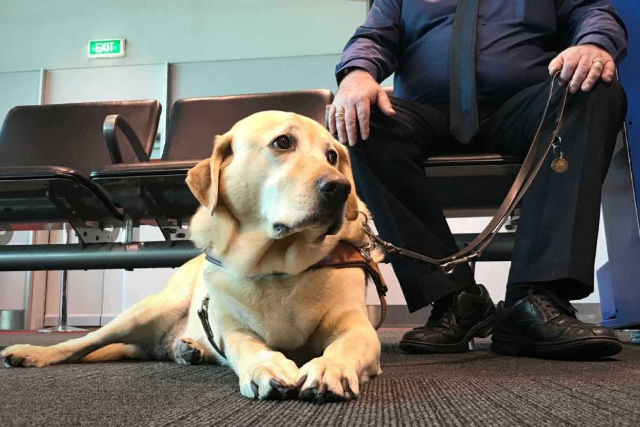 Could this be the best-travelled dog in Australia? Brogan, at Sydney Airport, with his owner James Bennett.