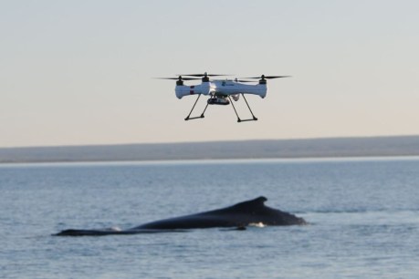 Drone operators warned to steer well clear of migrating whales