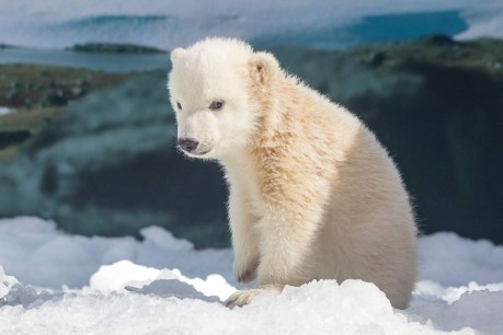 Polar bear cub explores more of its theme park world