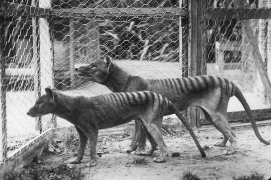 Tasmanian tiger zoo pair