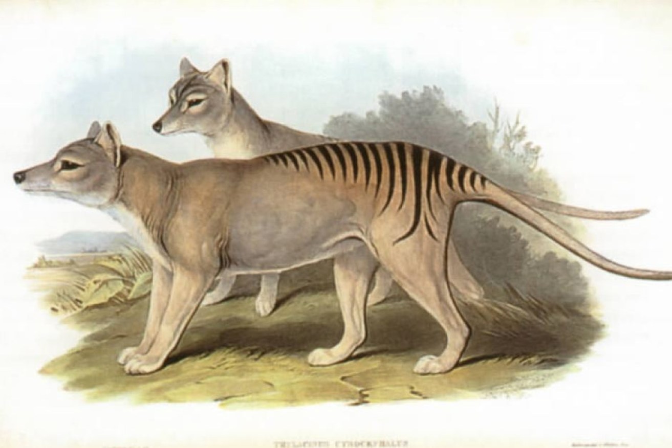 It turns out much of we thought we knew about the Tasmanian tiger simply isn't true.