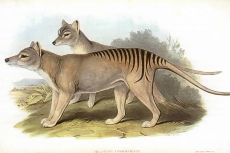 DNA sampling could determine if Tasmanian tigers exist, researcher says
