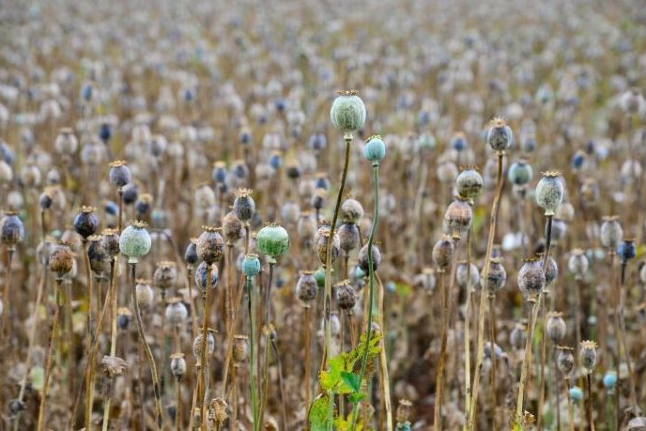 Grown legally in Tasmania for the pharmaceutical industry, opium poppies can be a lethal temptation for drug users.