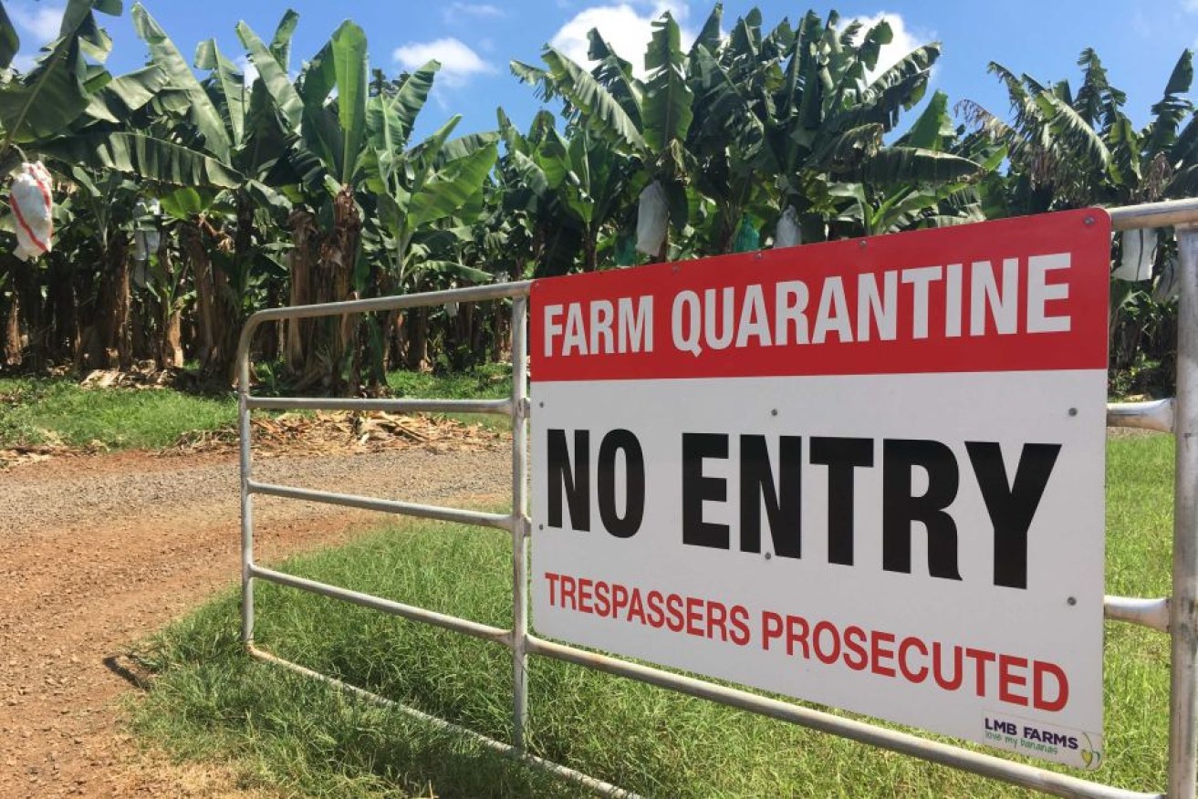 Biosecurity Queensland has put strict quarantine restrictions in place.