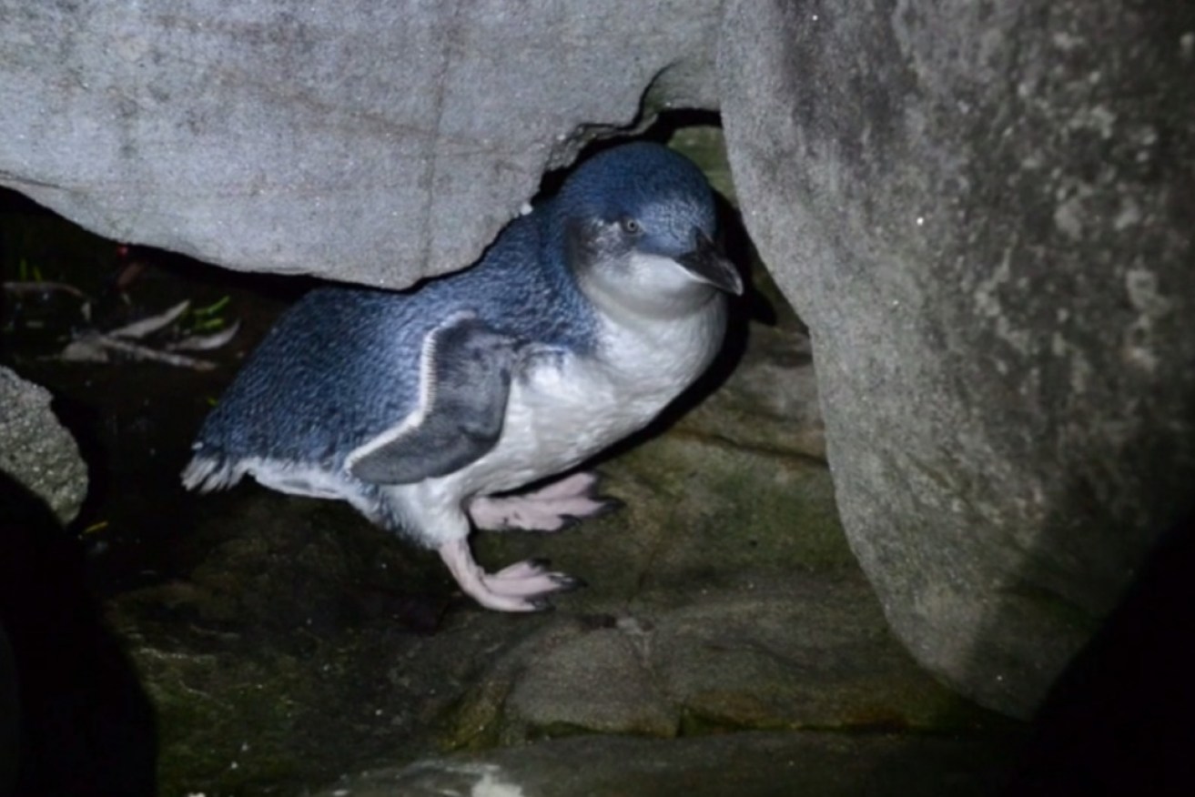 Cute as a button and entirely harmless, who would kill a little penguin? <i>Photo: AAP</i>