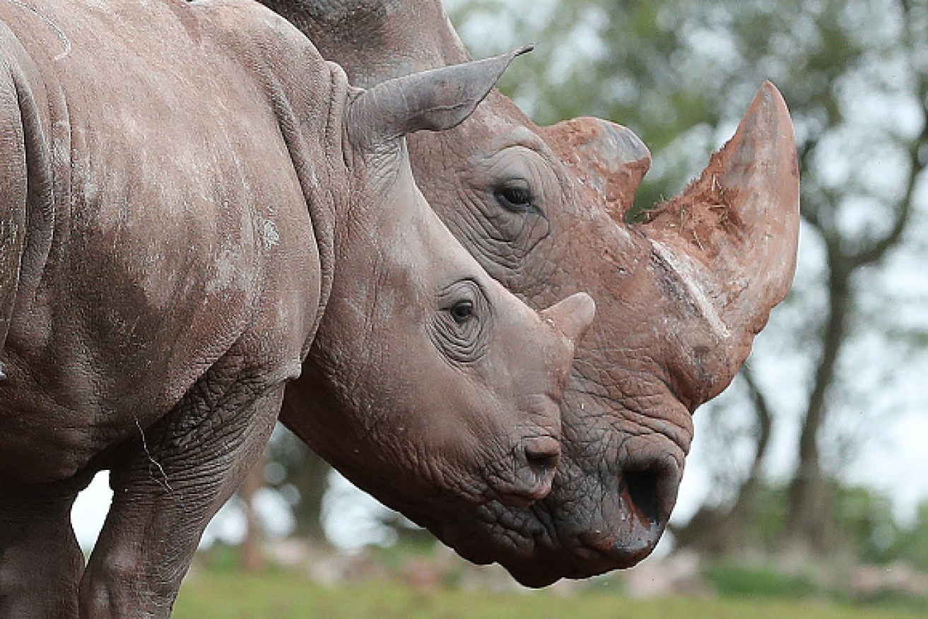 The aim of the auction is to protect rhinos from poaching.