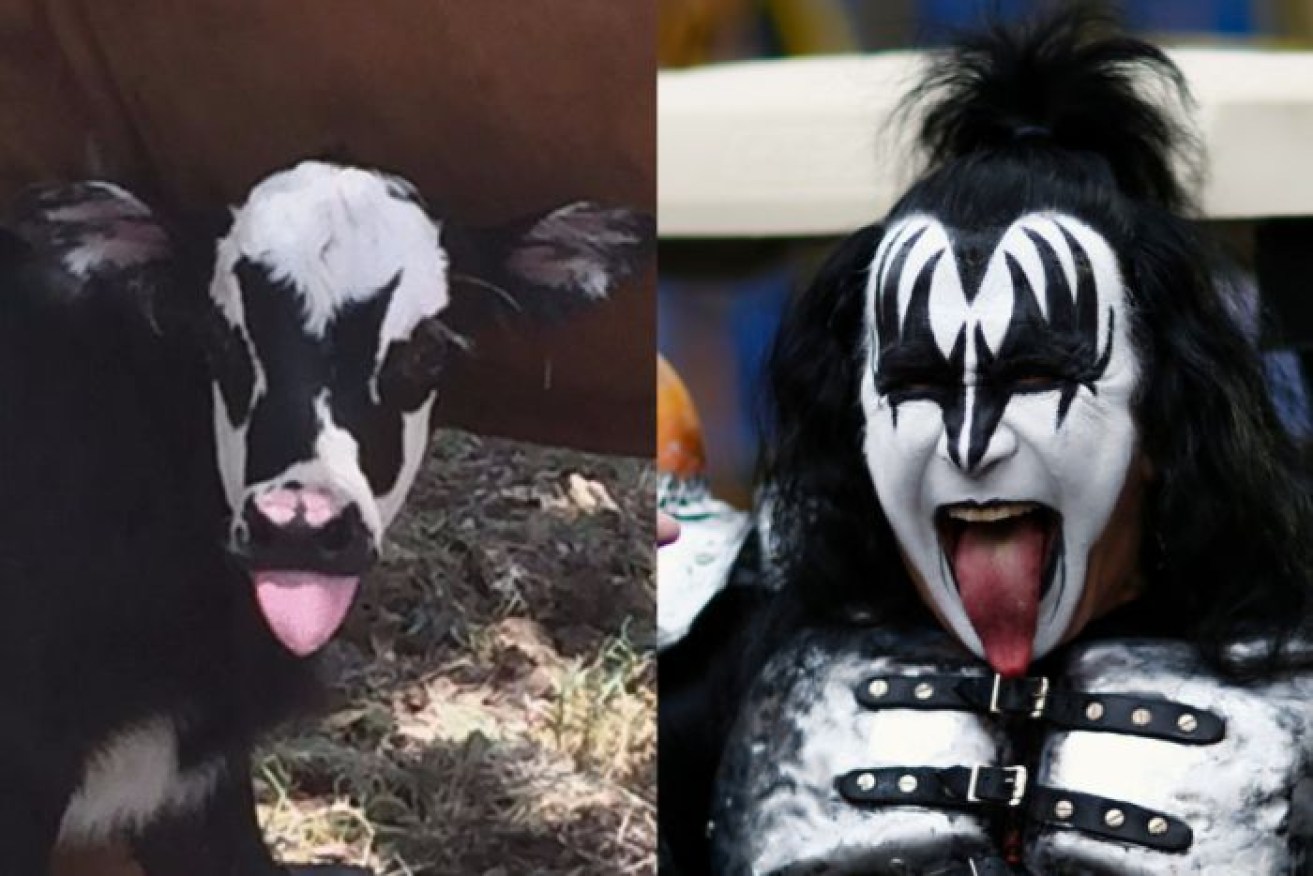 The world is fascinated by a newborn calf with a striking similarity to Kiss frontman Gene Simmons.