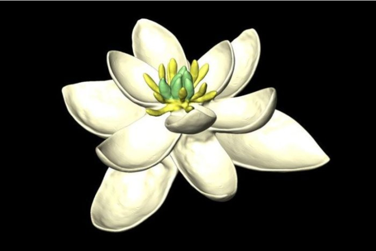 What scientists believe the first flower looked like.