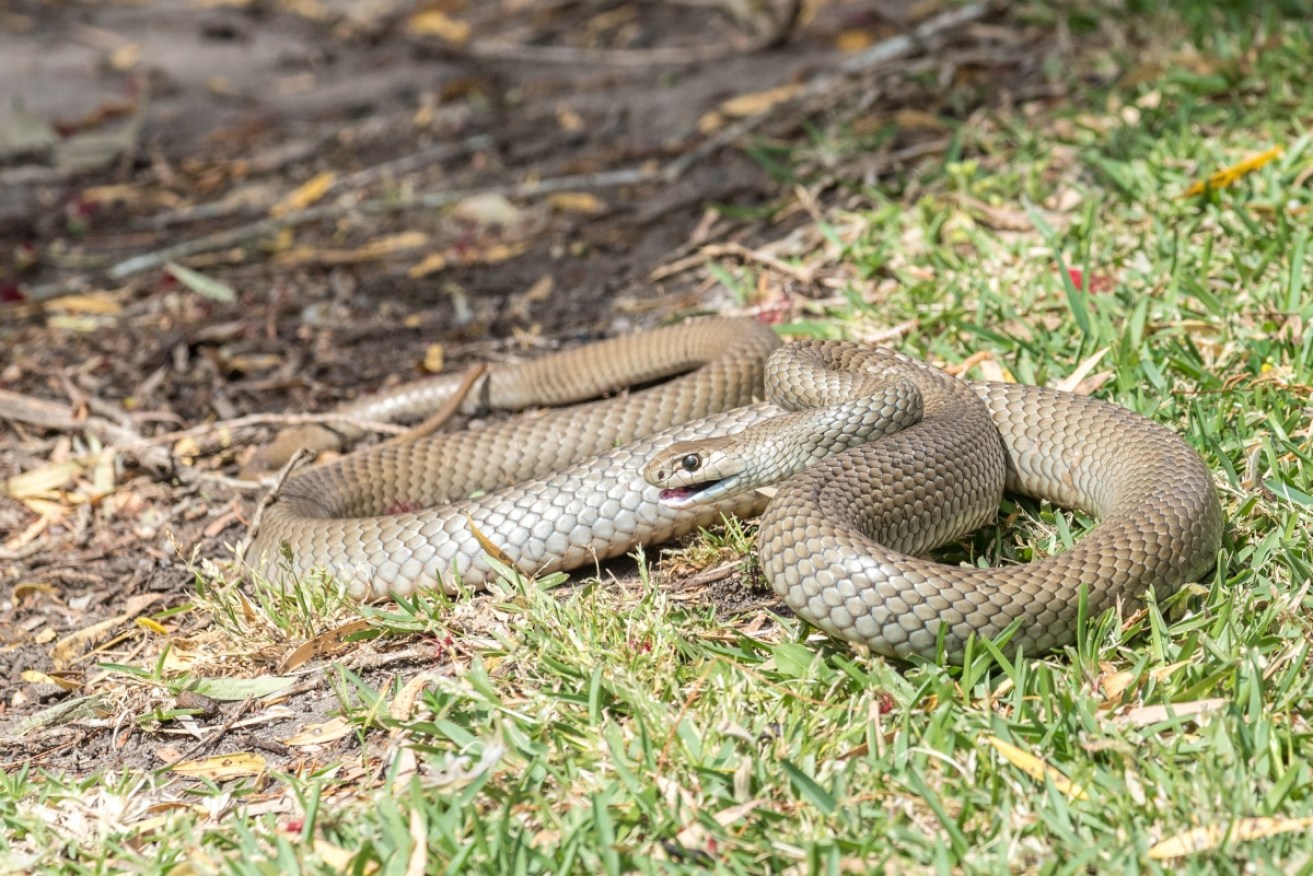 The Eastern Brown snake is the second most poisonous snake in the world and is indigenous to Australia.