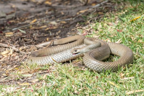 Snake warning: Warm days bring Victoria&#8217;s reptiles out of hibernation early