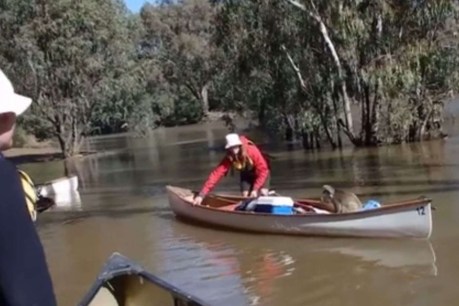 Stuck koala makes international headlines after hitching canoe ride to safety