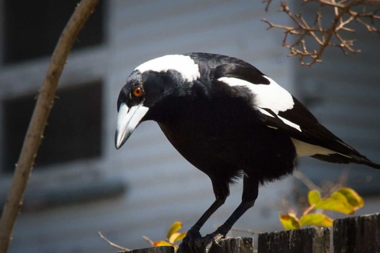 A swooping magpie startled an elderly NSW cyclist who veered off a path to avoid the bird and crashed.