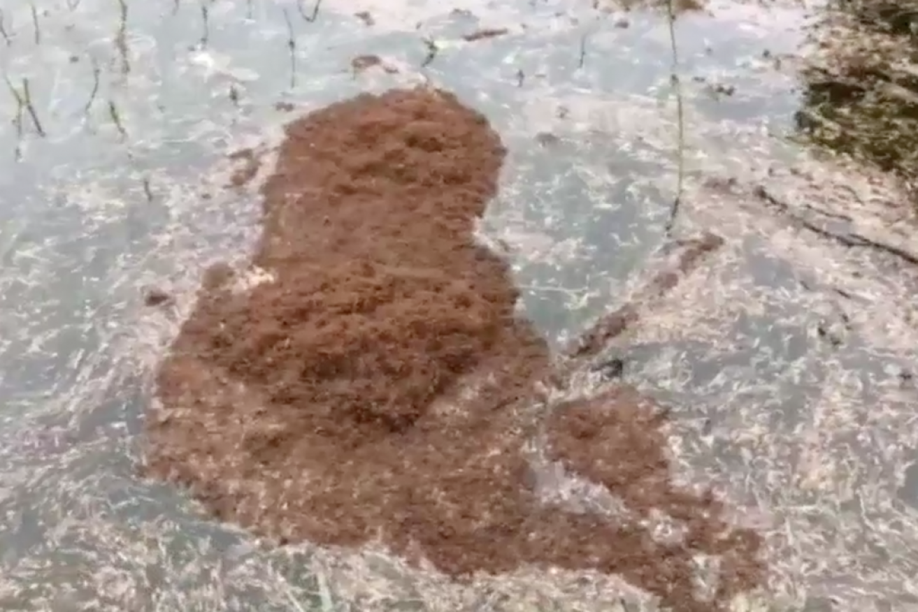 Fire ants float on Houston floodwaters. 