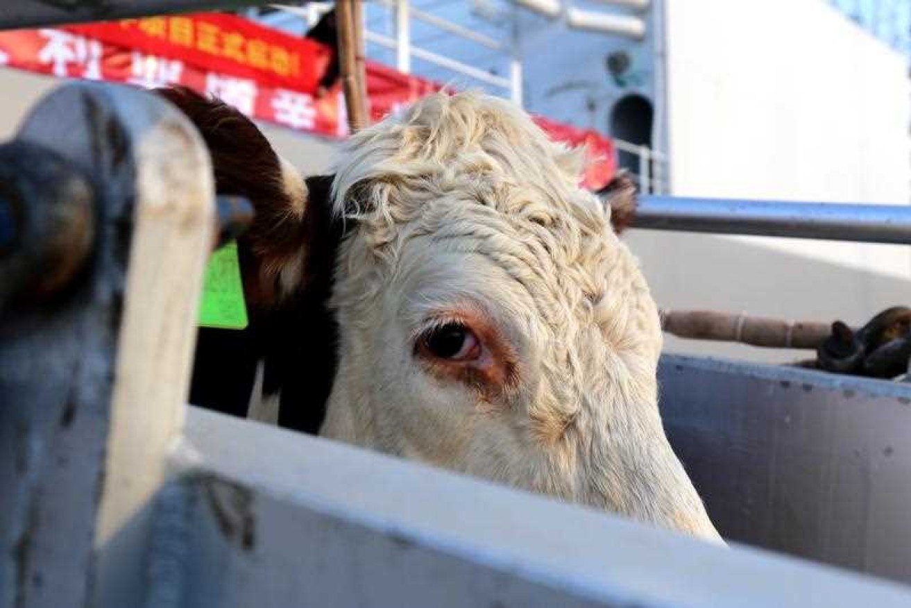 Aussie authorities vow to "move heaven and earth" to avoid a temporary ban on some beef exports to China lasting several months.