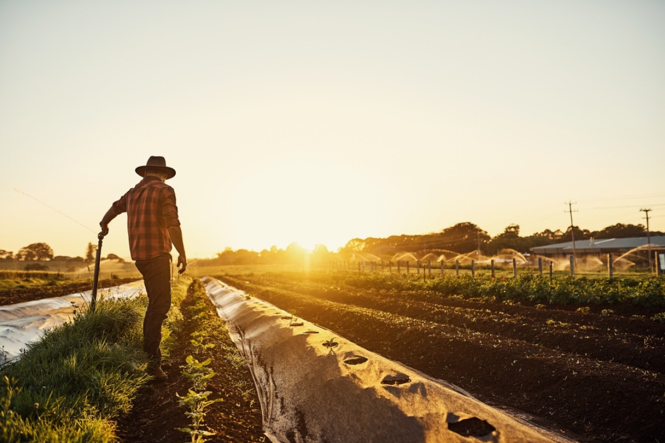 Higher value-added food production is a low-risk growth industry for Australia.